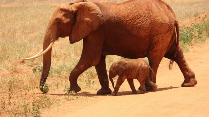 Elephant