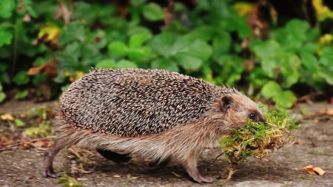 Hedgehog-animal