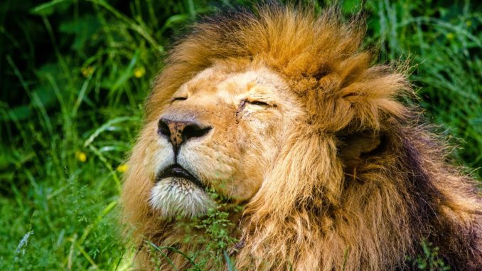 Lion