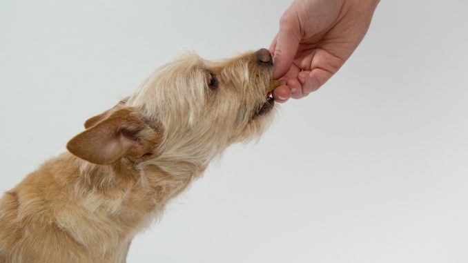 Dog-eating