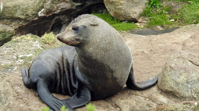 Sea-lion