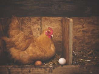 chicken
