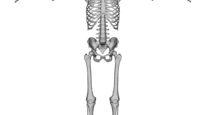 Bones human-bones