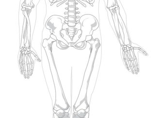bones