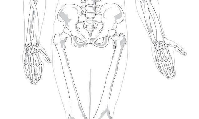 Skeletal-anatomy bones