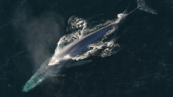 Blue-Whale Blue-Whale