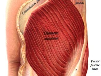 Gluteus-maximus