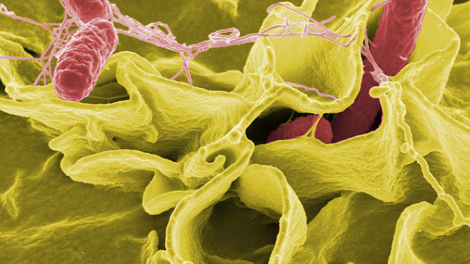 Salmonella Salmonella