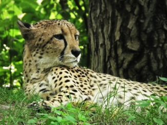 Cheetah
