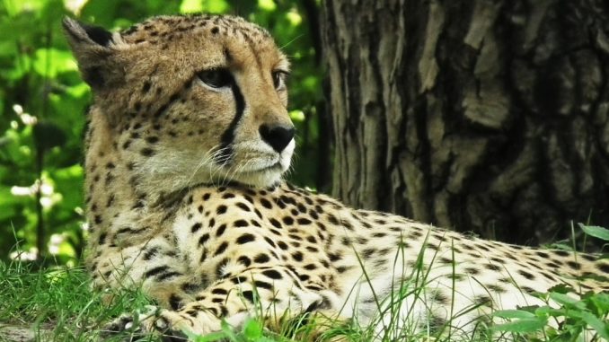 Cheetah Cheetah