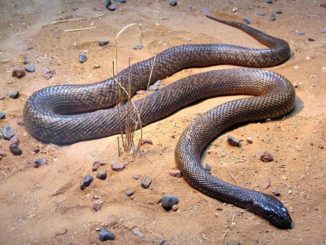 Most Venomous Snake