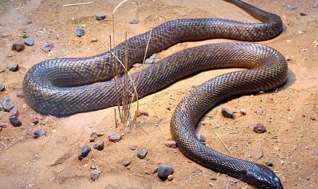 Most-Venomous-Snake Most Venomous Snake