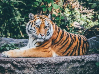 felidae