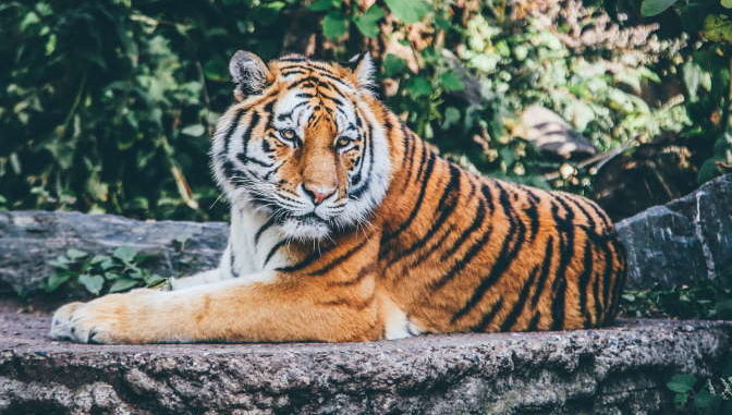 felidae felidae