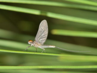Mayfly One Day