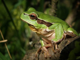 Amphibians