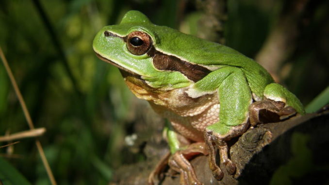 Amphibians Amphibians