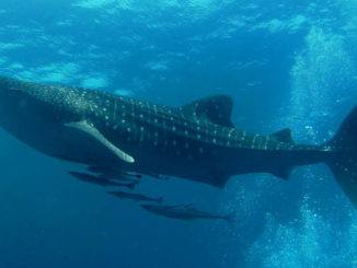 Largest Fish in the World