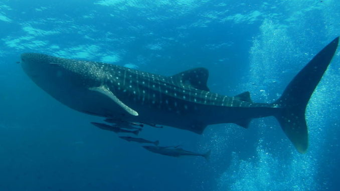 Largest-Fish-In-The-World Largest Fish in the World