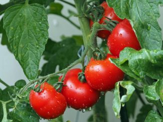 Tomato Fruit
